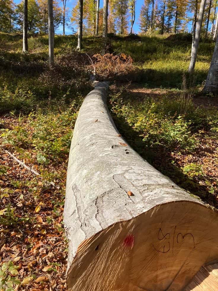 Bois de chauffage sec